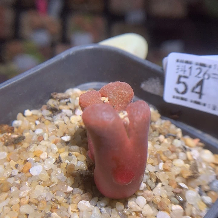 这****_精品生石花126.54