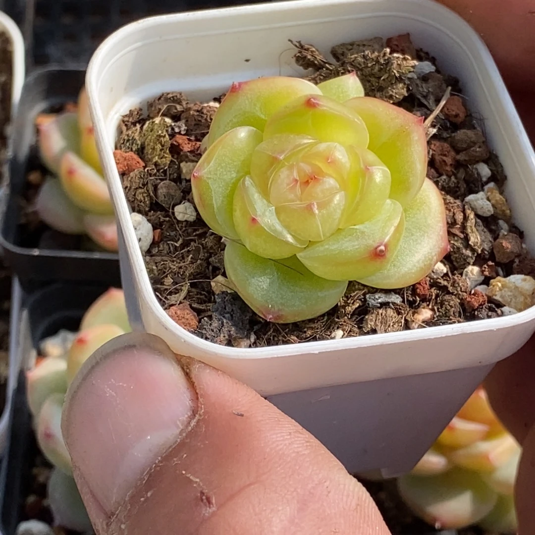 天官赐福百无禁忌