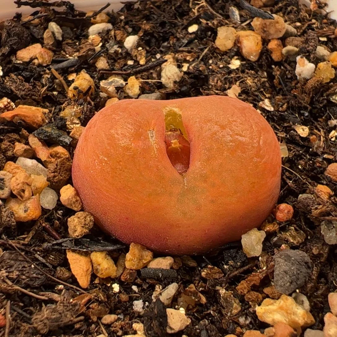 536多肉植物组合