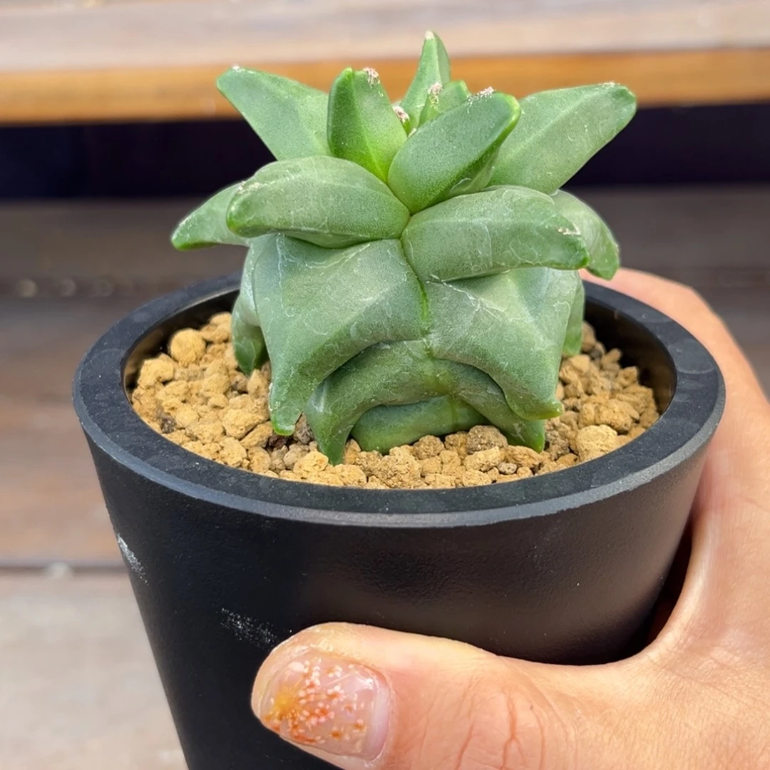 角尤Zzzzzzzzzzzzzzzzz