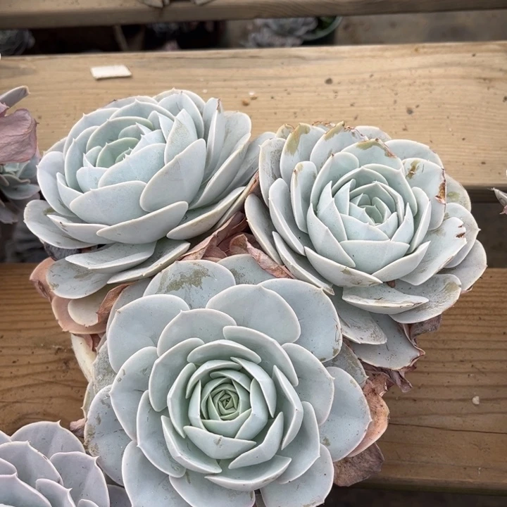 无砍老桩三头圣卡官服20