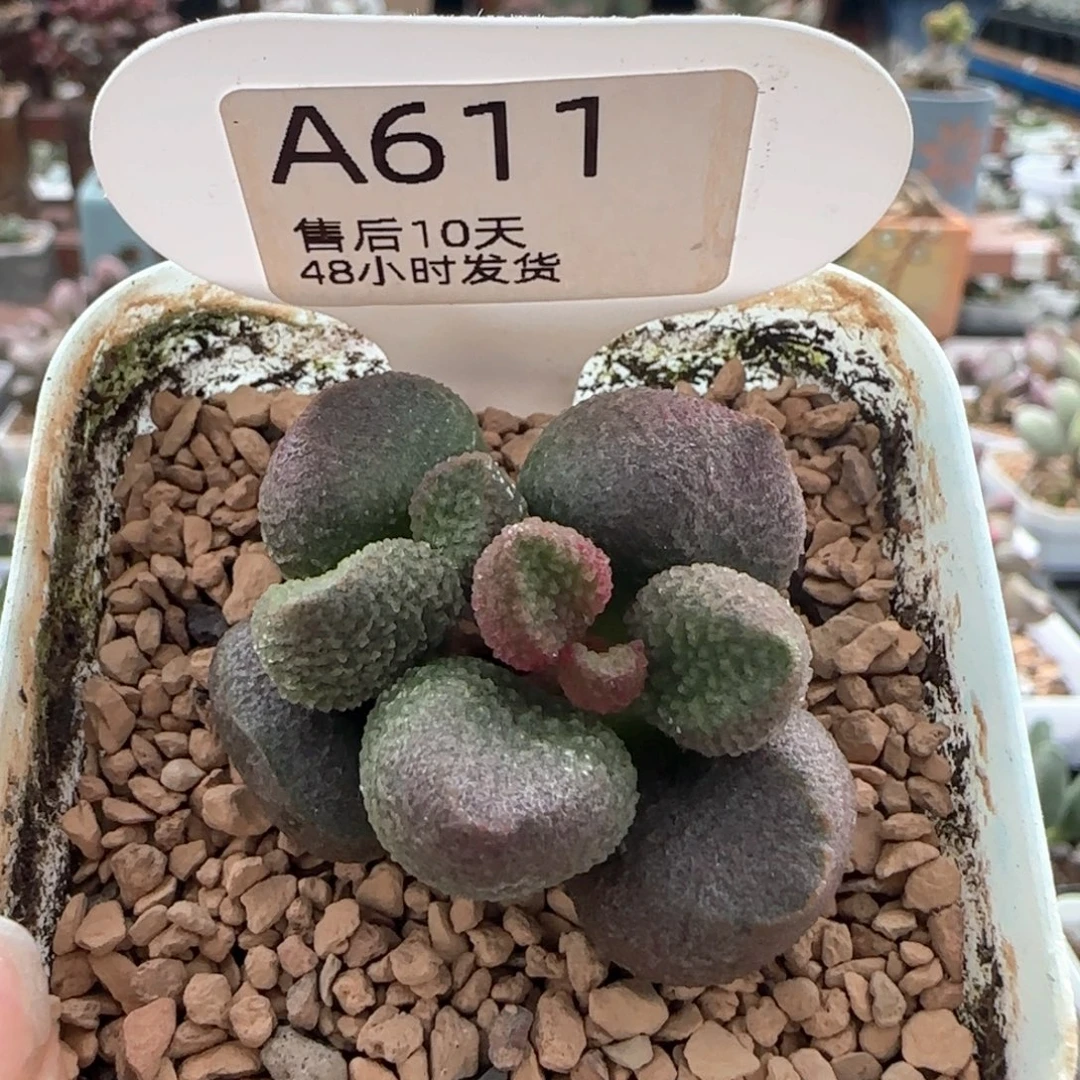 水蜜桃。    611。