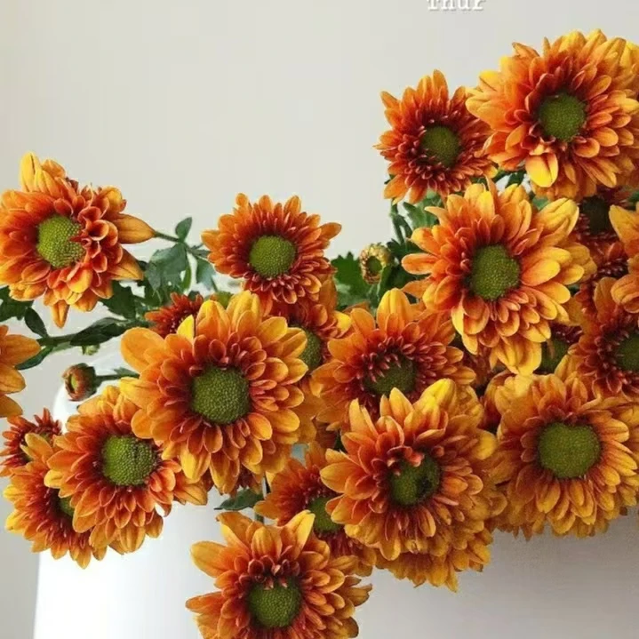 （吉星）小雏菊观赏性高好养居家办公室插花品质保证东北鲜花