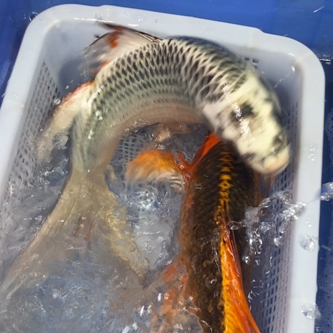 锦鲤冷水锦鲤包邮