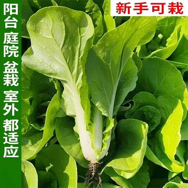 贵农888  白菜盆栽四季阳台适合种植
