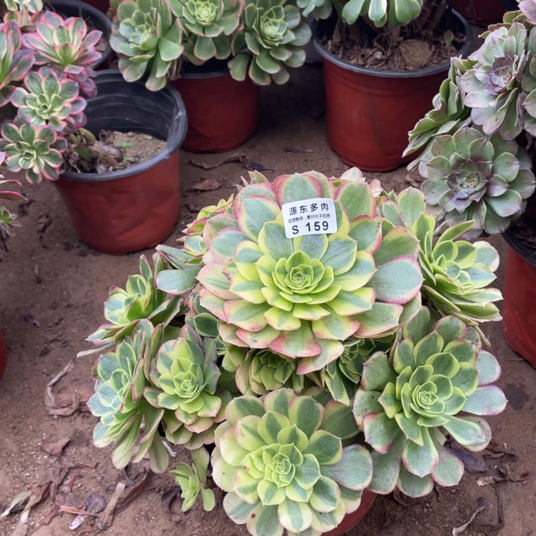 159奶白多肉法师断枝不包