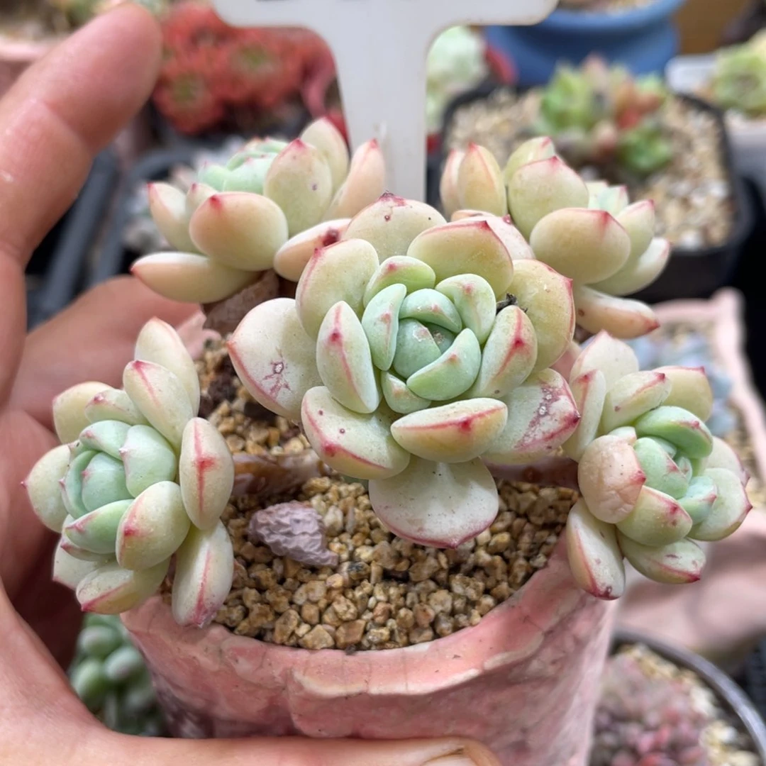 100香草不带盆9厘米