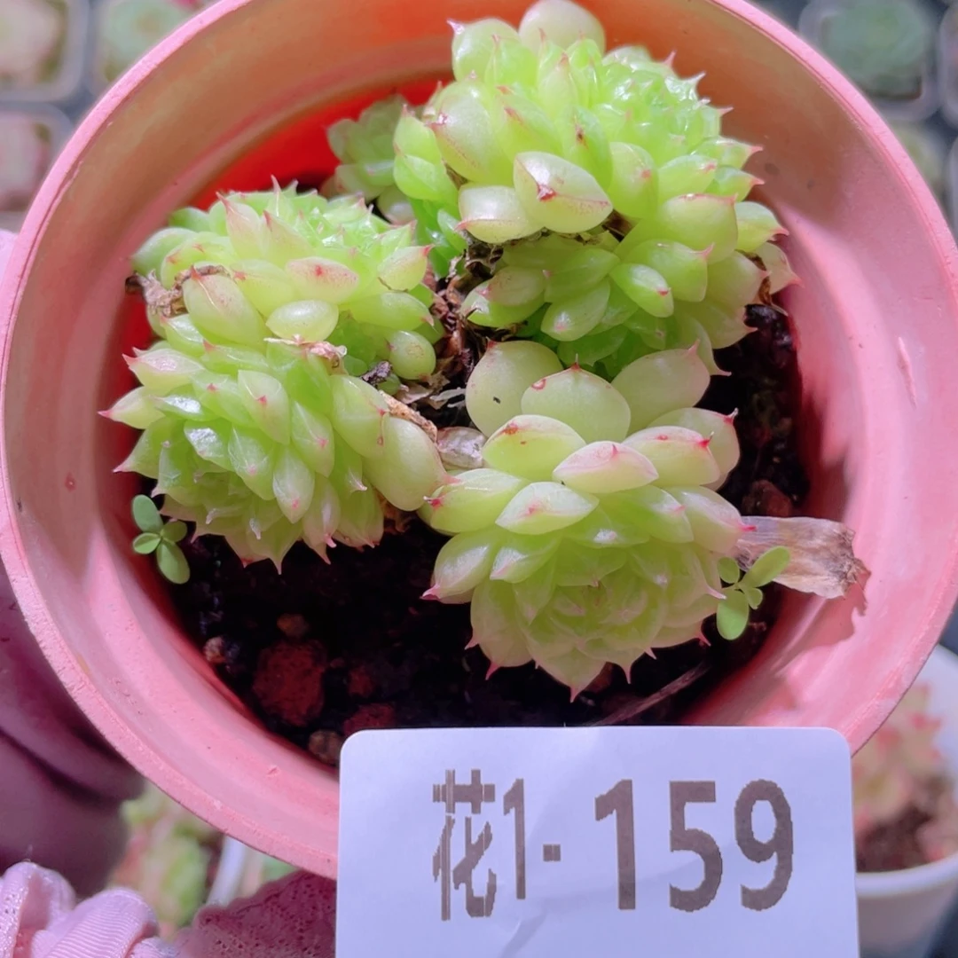 花利美1-159海王群