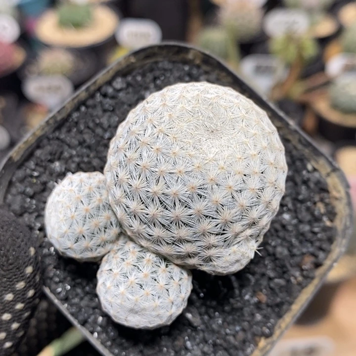 群生白鸟122号4.8cm