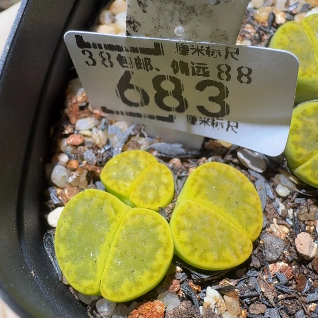 zzzzz生石花肉锥683