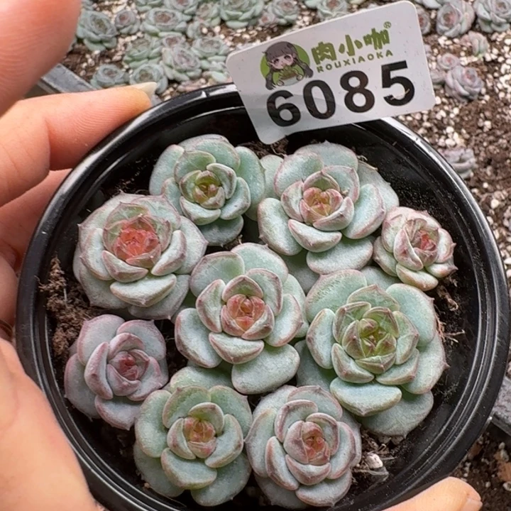多肉植物多肉植物