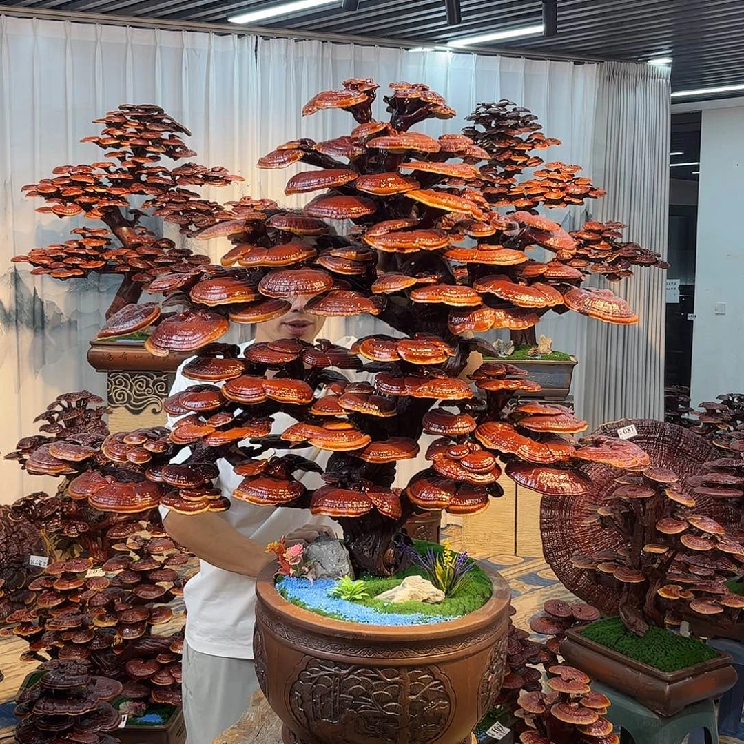 无花朵88888888888