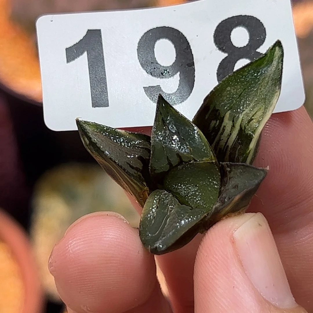 198红红火火恍恍惚惚
