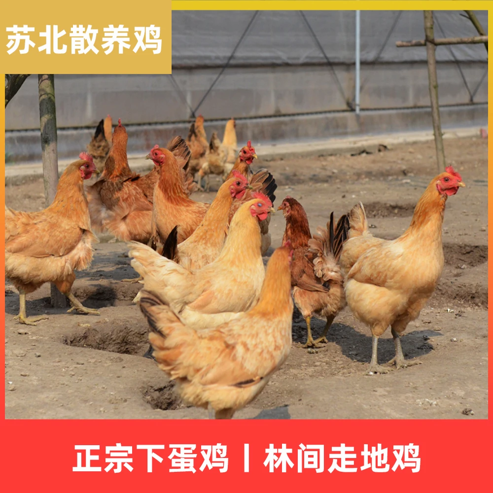【现杀现发】农村散养老母鸡2年以上 土鸡农家自养鲜活冷冻生鲜食品