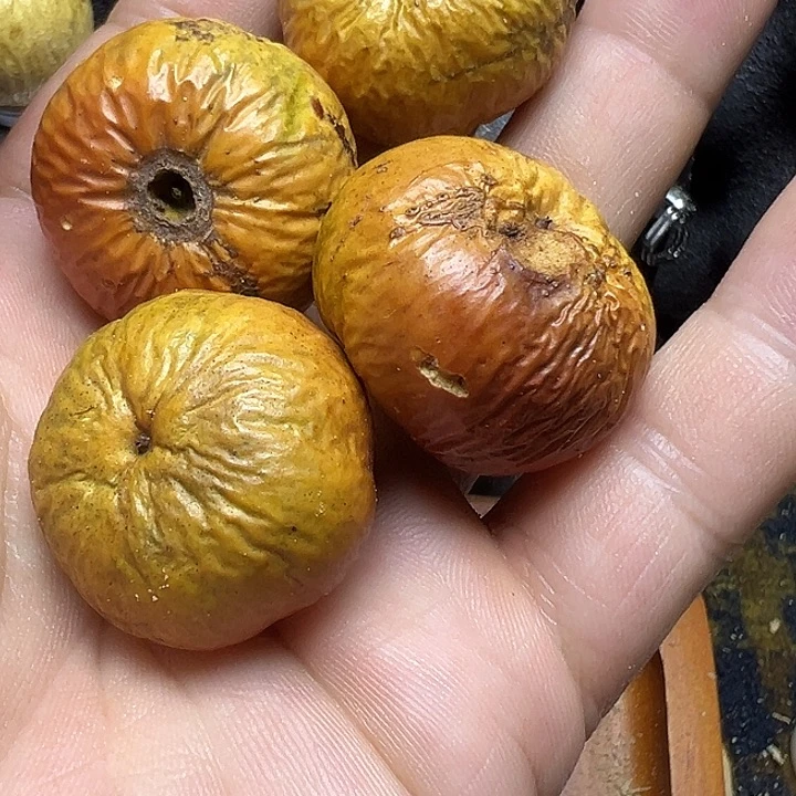 吊坠凤眼菩提多星干果