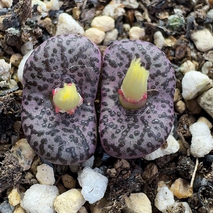 老马生石花霓虹安贞1834