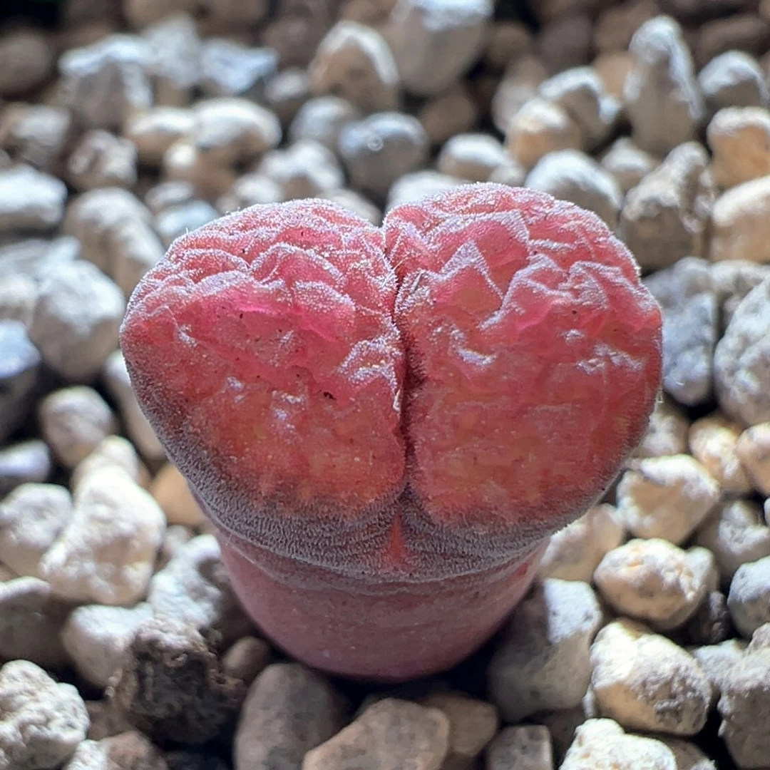 w99。中场福利。       风铃