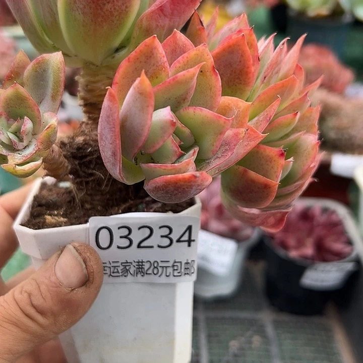 幸运的是我还没遇到你