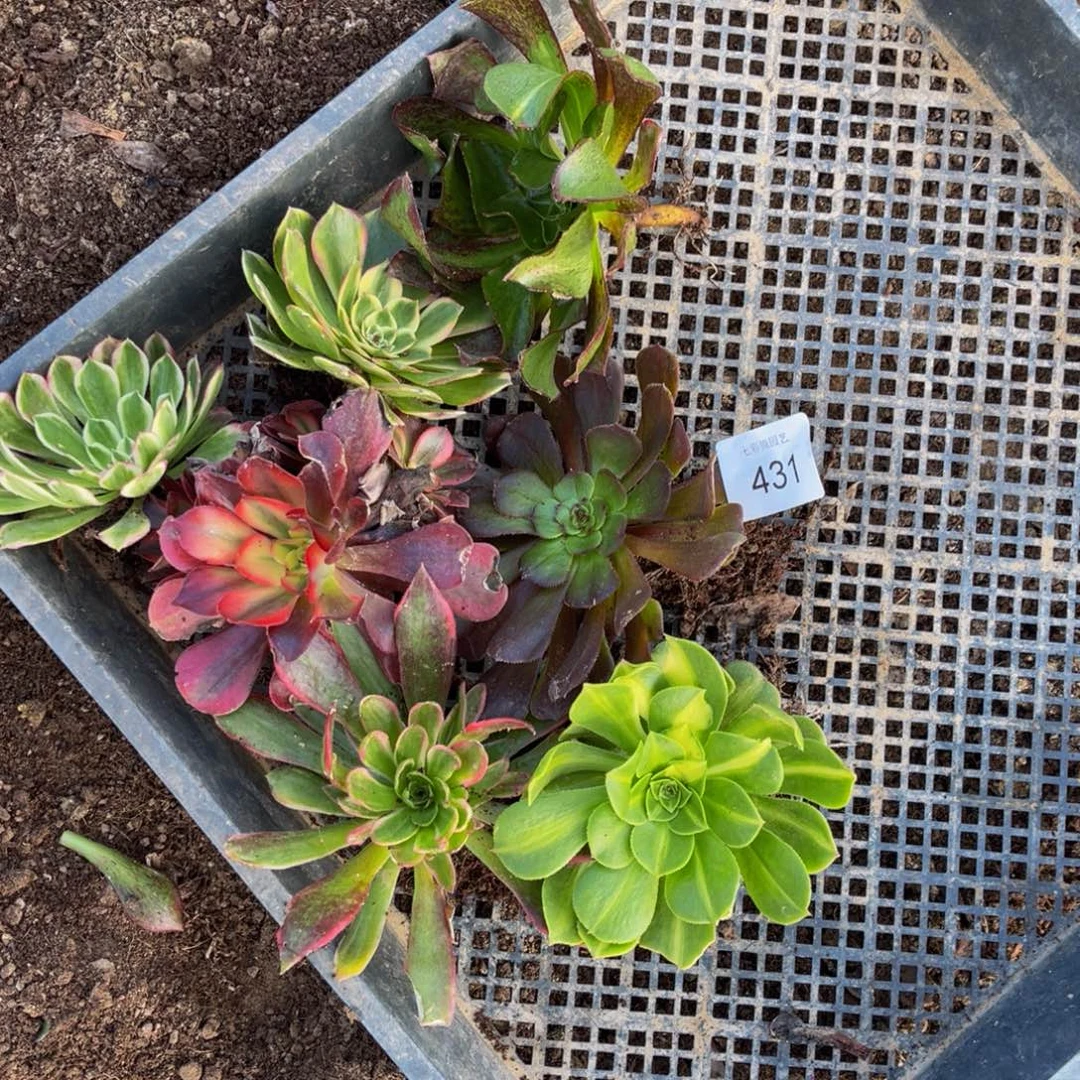 431法师锦多肉组合7颗