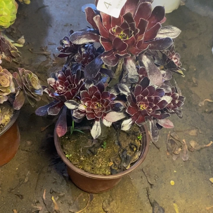 墨法师多肉断头不包4169