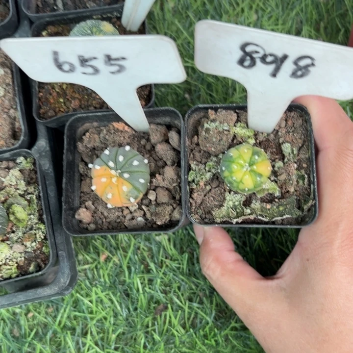 8018 655二个实生