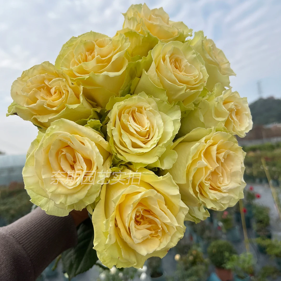 2025超新品 托斯卡纳 厄瓜多尔进口切花玫瑰高杯直立月季花盆栽