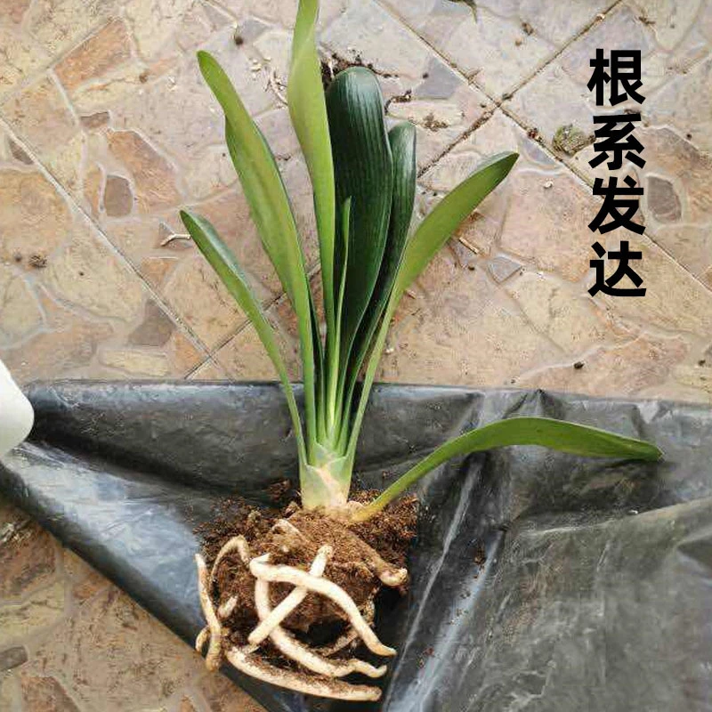 君子兰四季盆栽室内带花苞花卉植物精品室内绿植好养圆头和尚常青