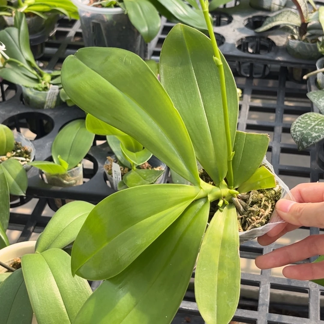 无花朵2.5寸柳林蓝珍抽梗苗