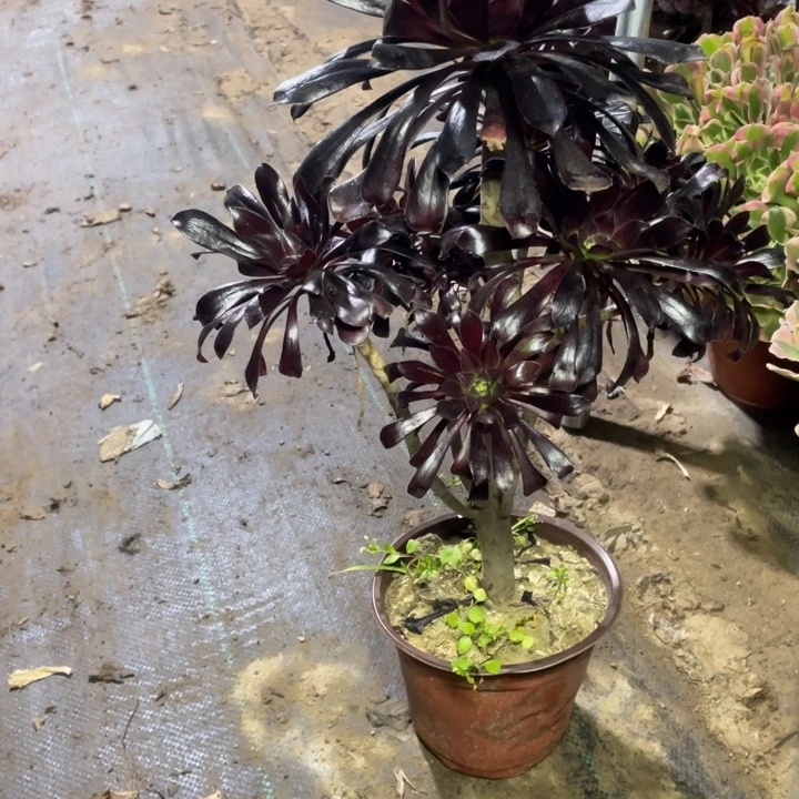 1墨法师多肉多肉植物多肉