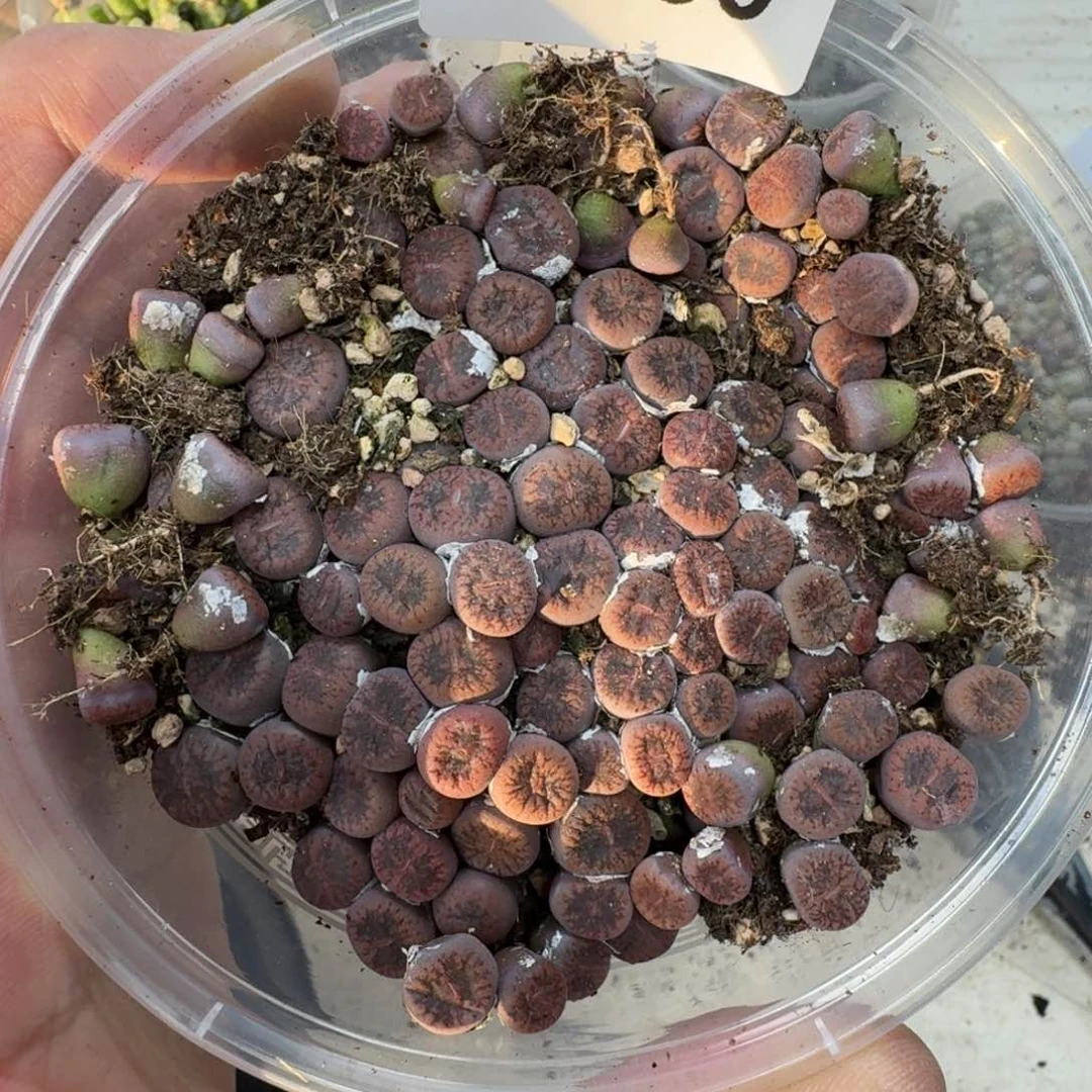 F130。比利时小Ko一盒