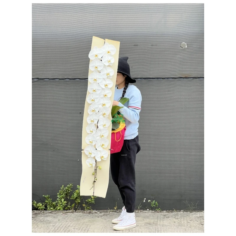 龙兰名贵蝴蝶兰星月拉丁舞群新年年宵花带花室内卧室好养耐开