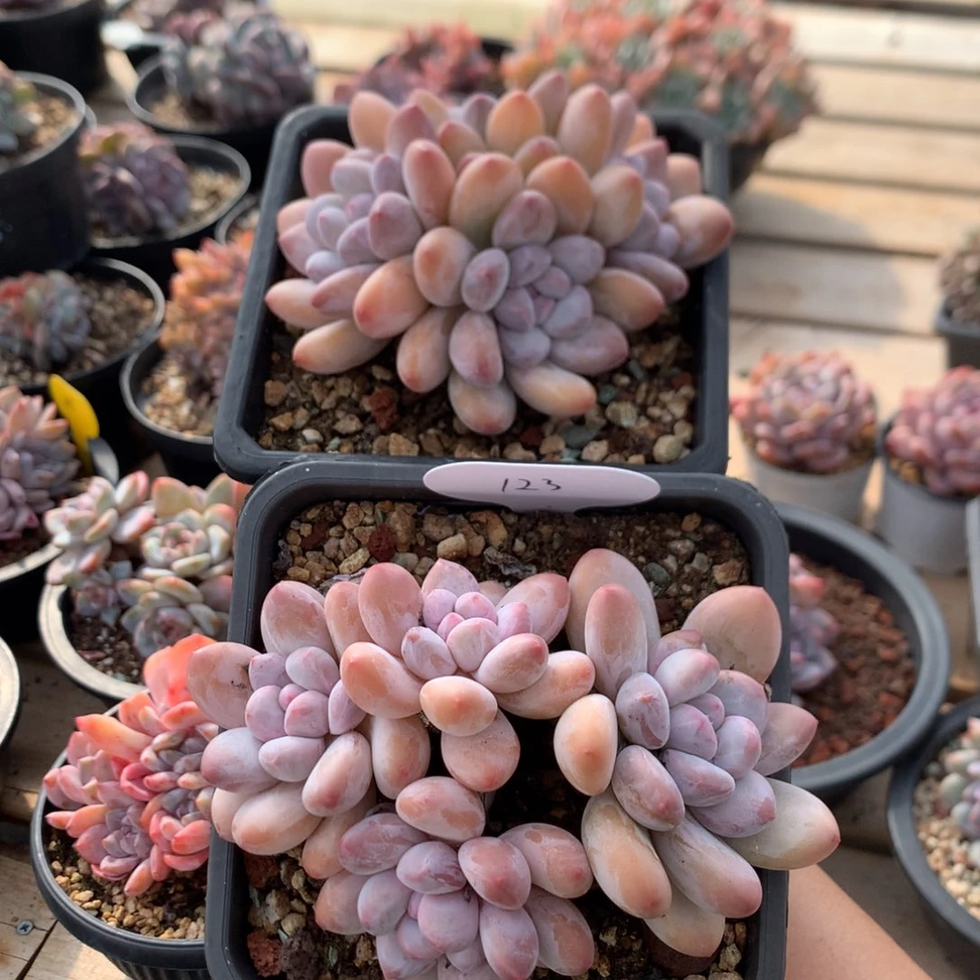 四头香水 两颗 123