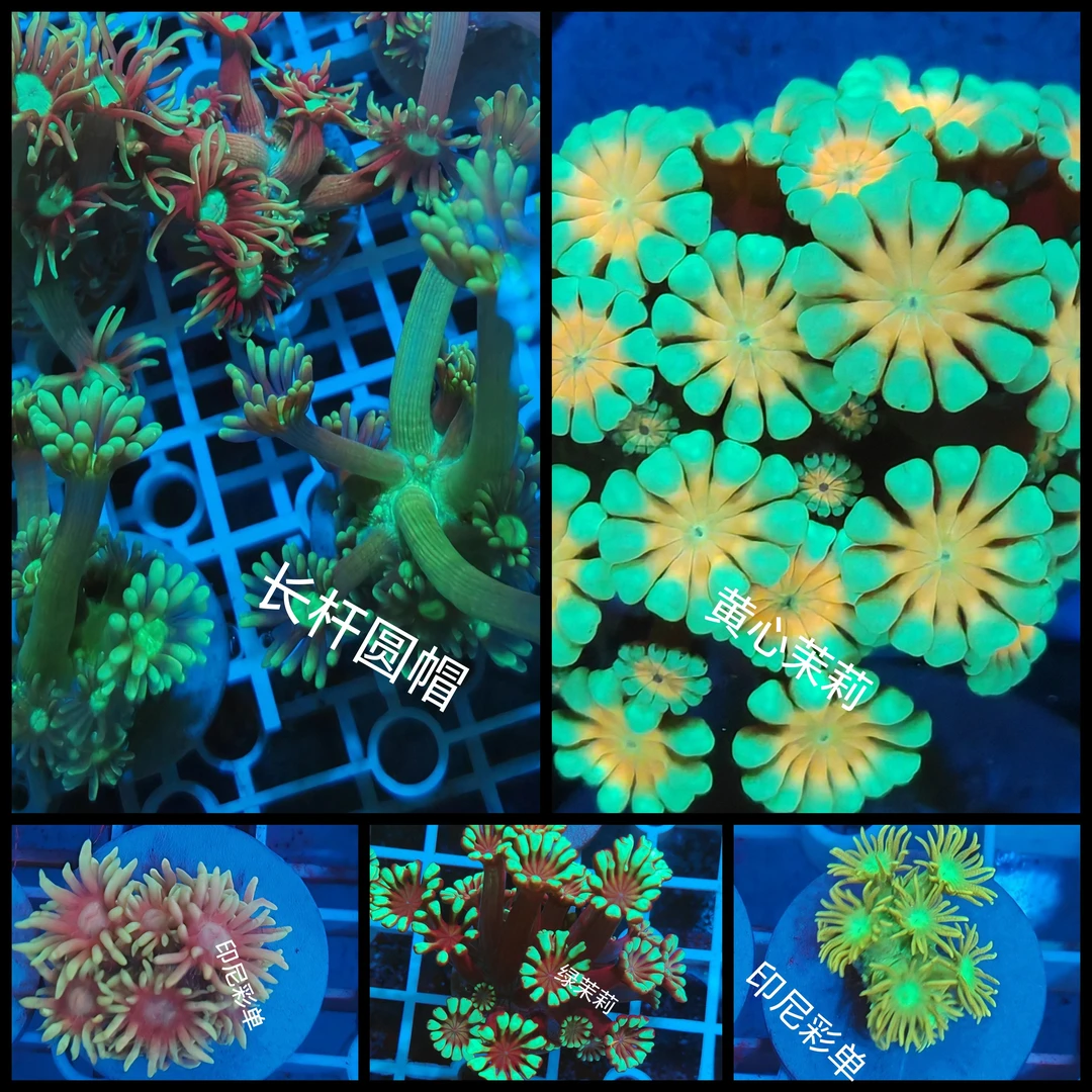 用于海缸提色套餐组合
