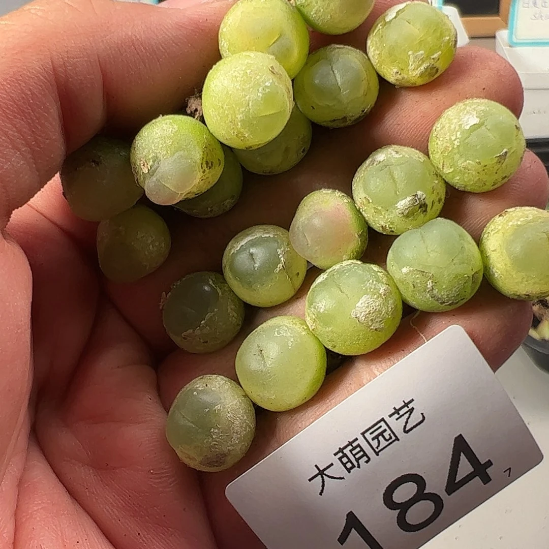 挺****兔0000184一物一拍……