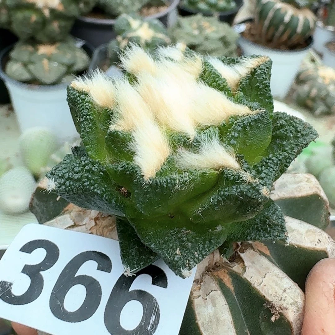 【闪购商品】无花朵纯种大尤博士牡丹366