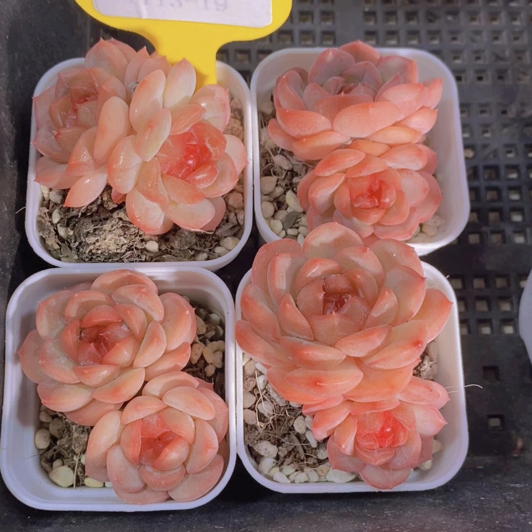 1114-14-精品琴心珍妮双头一个