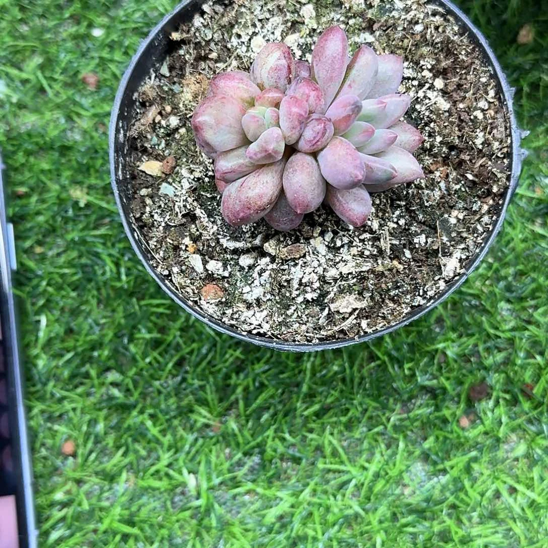 耀*虞美人石化耀眼发货