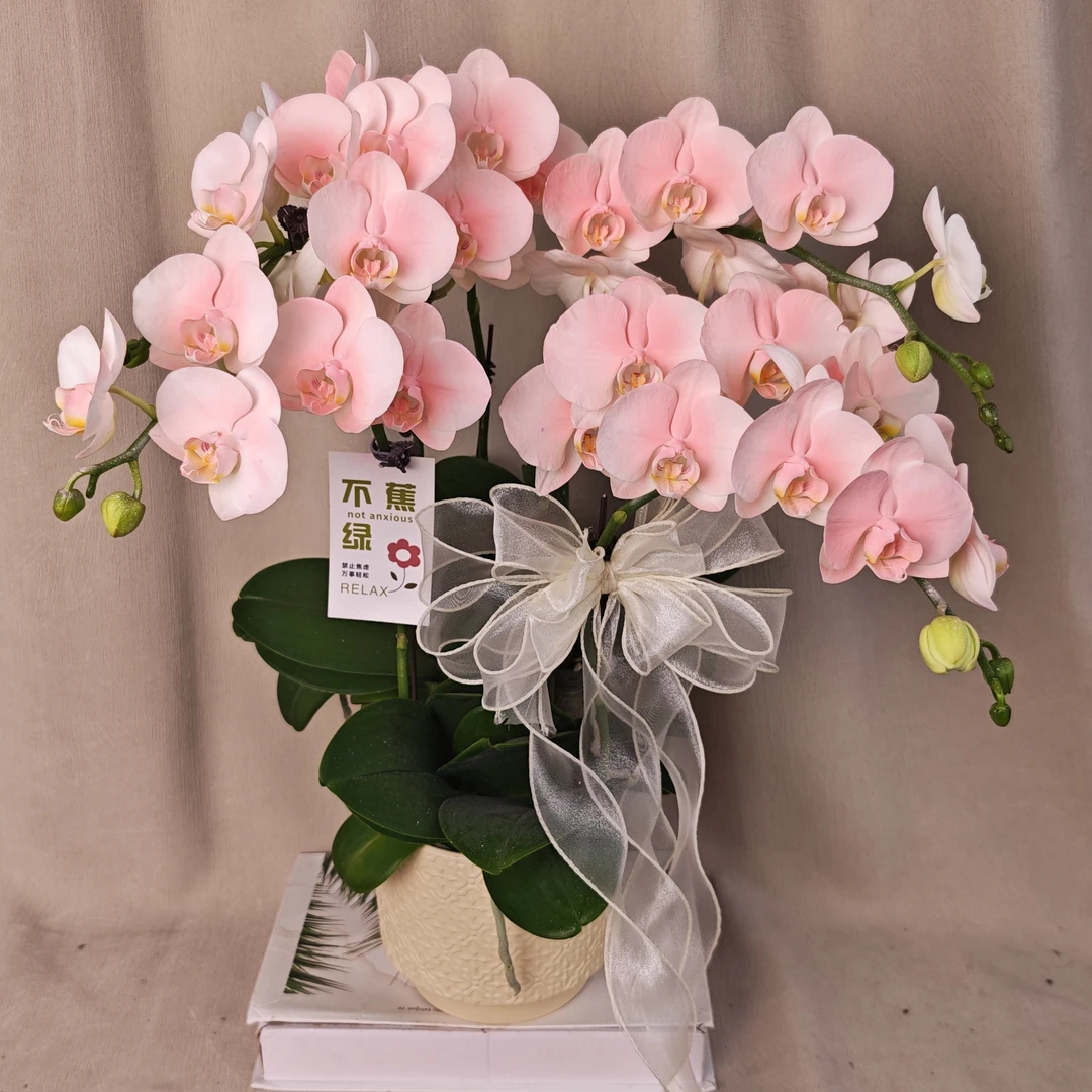 [春日桃花]蝴蝶兰马克龙稀有色系 稀缺植物提取艺术喷色花卉