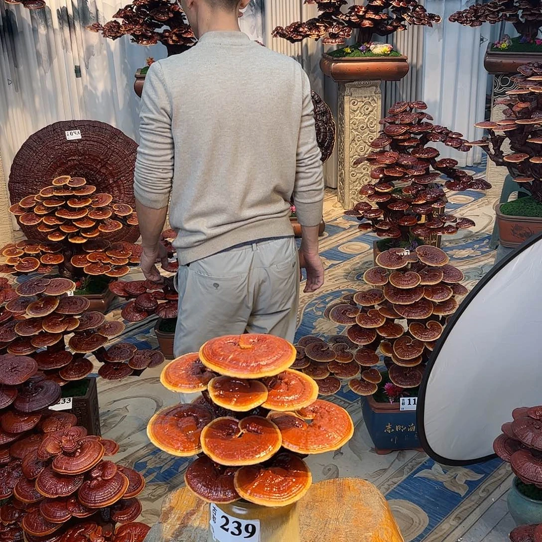 无花朵88888888888