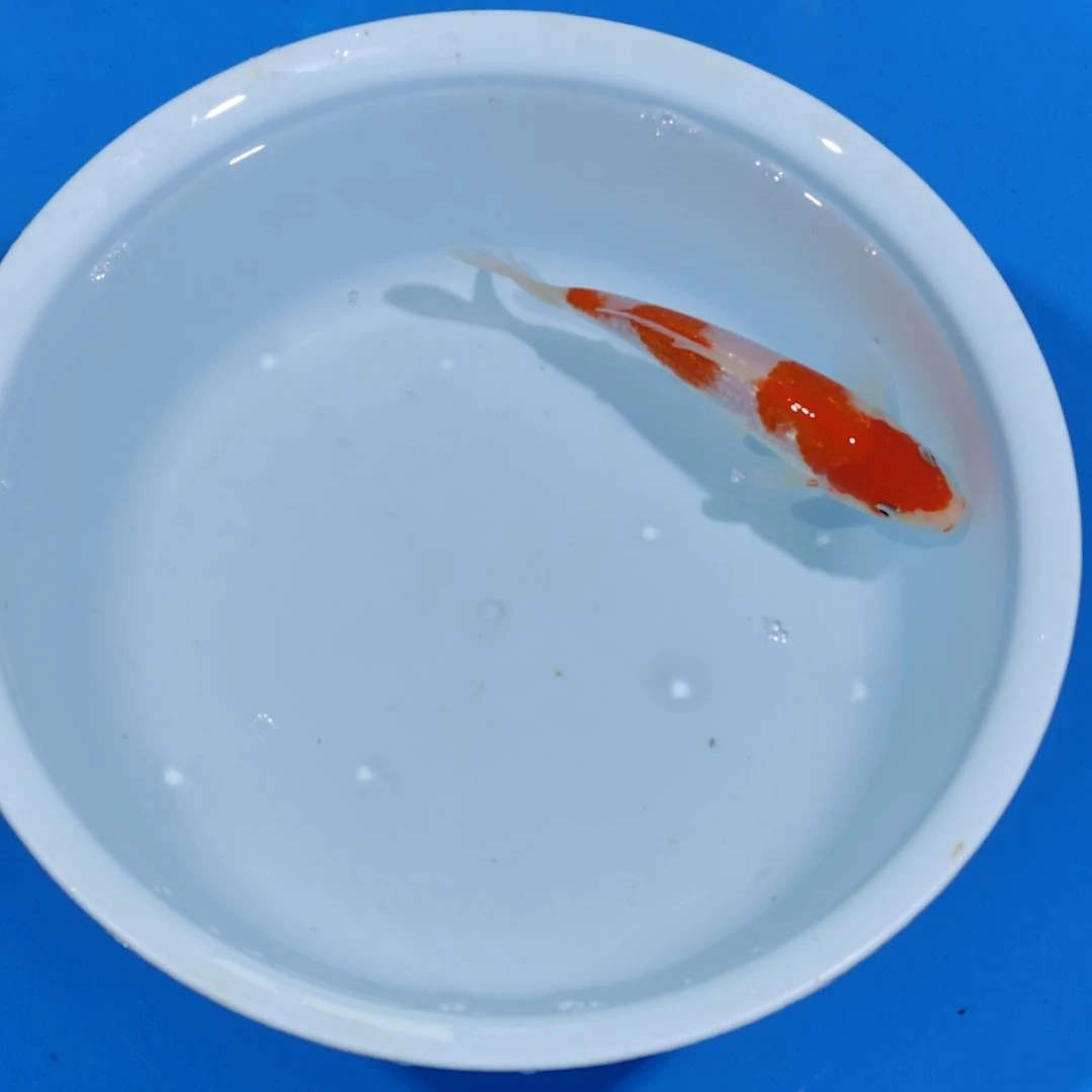 锦鲤17公分银鳞红白不寄养手术过