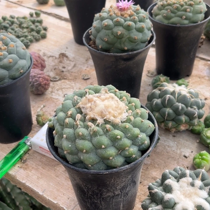 彳**虽草球落地仙人球无根