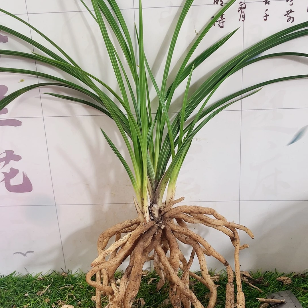 鱼***娱完全开放兰花兰花