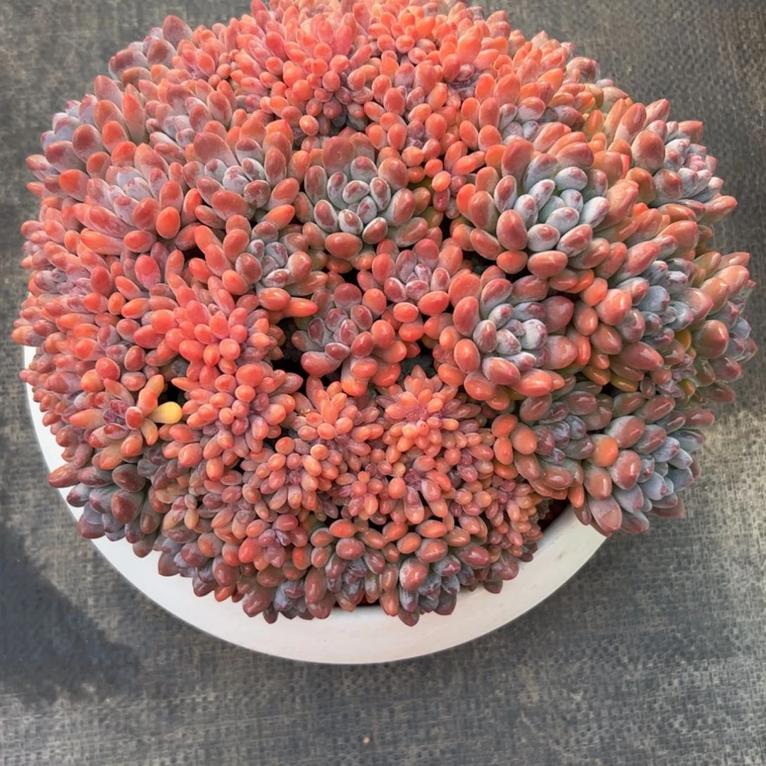 ****l灯美人缀化多肉植物