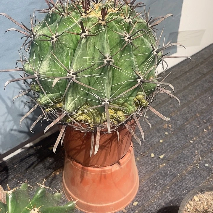 实生长刺雎鸠玉仙人球一颗