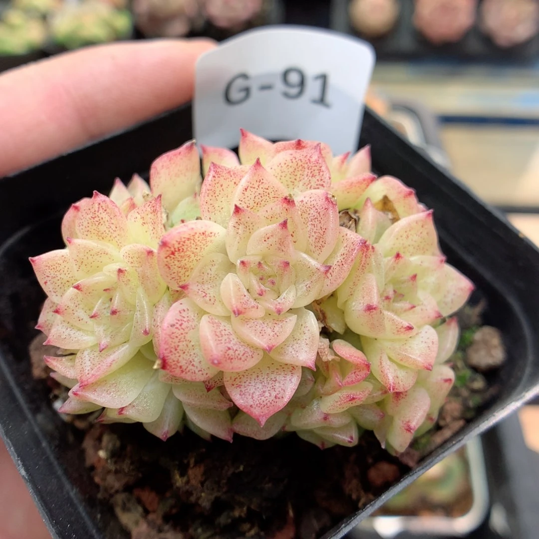 G91 ，柿子多肉20包邮两天凑单