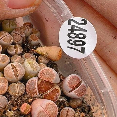 【闪购商品】K**724897