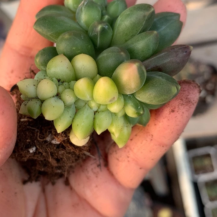 大***糖少量花朵（建议范围：2朵-5朵 或40%以下）千代田之松锦