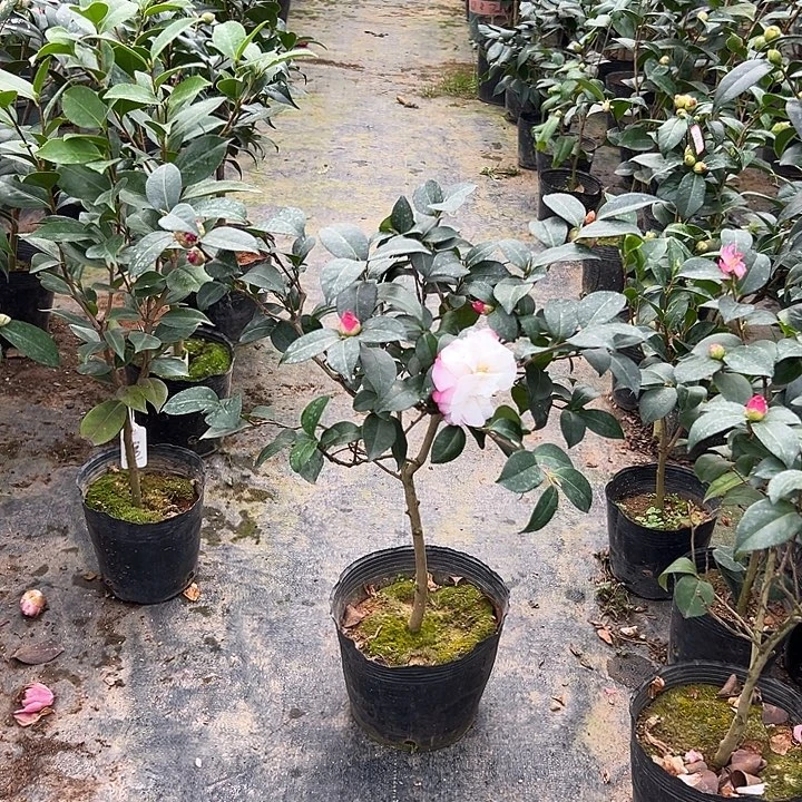 大部分花苞少量开放，埃米粒