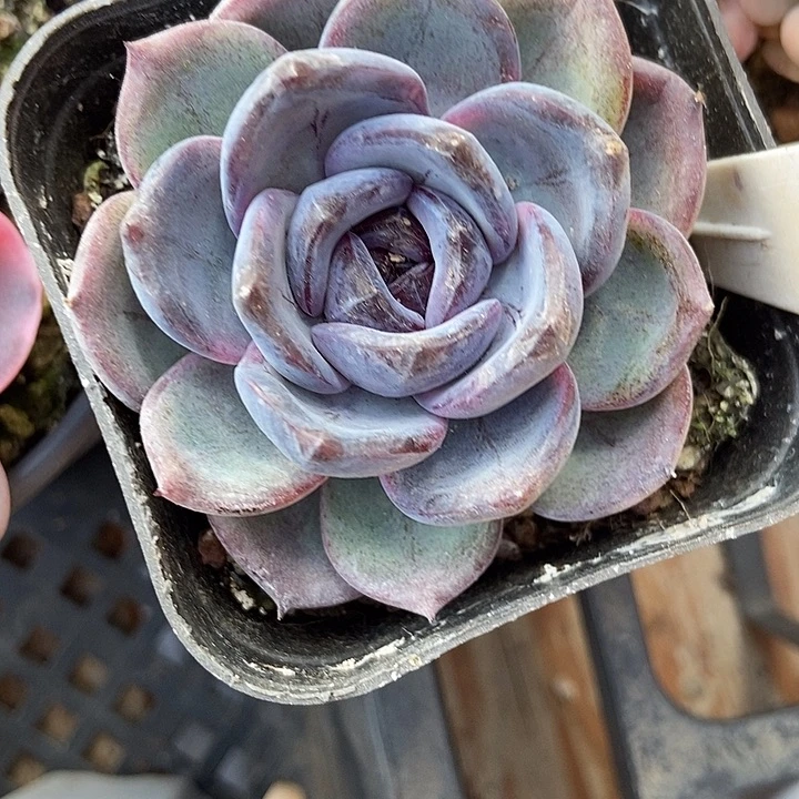 多肉植物黑橙6035