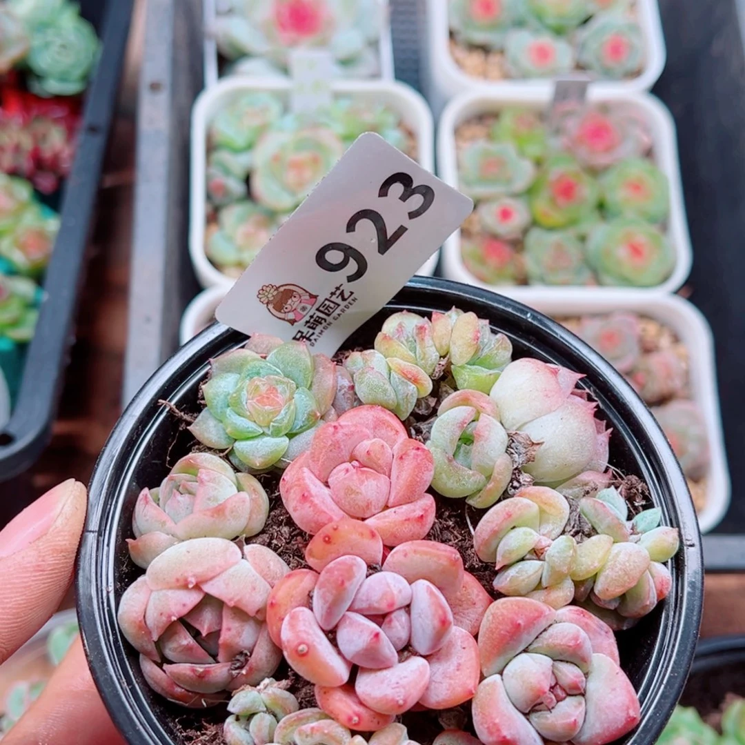 多肉植物多肉植物